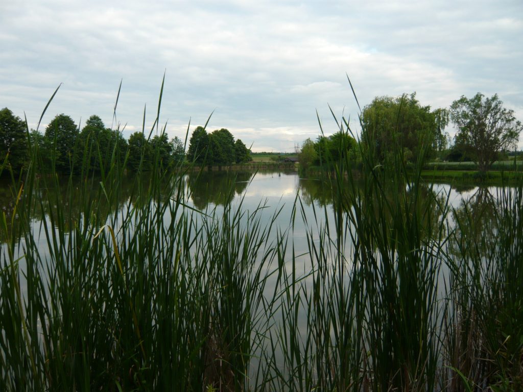 Šeberovské rybníky