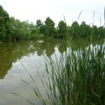 Šeberovské rybníky