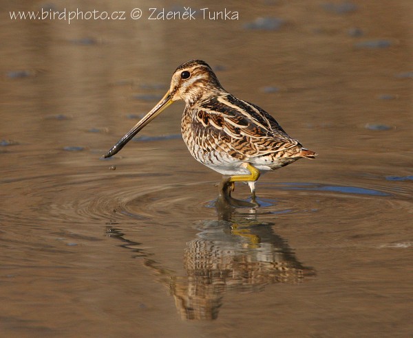 Bekasina otavní. Foto: Zdeněk Tunka, birdphoto.cz