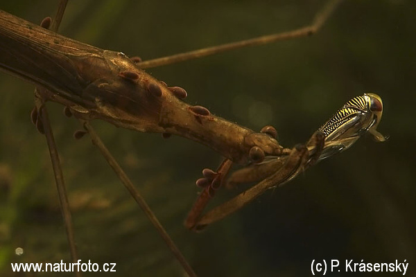 Dravá jehlanka válcovitá. Foto Pavel Krásenský, naturfoto.cz