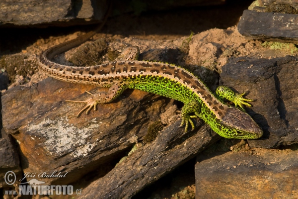 Ještěrka obecná. Foto: Jiří Bohdal, naturfoto.cz