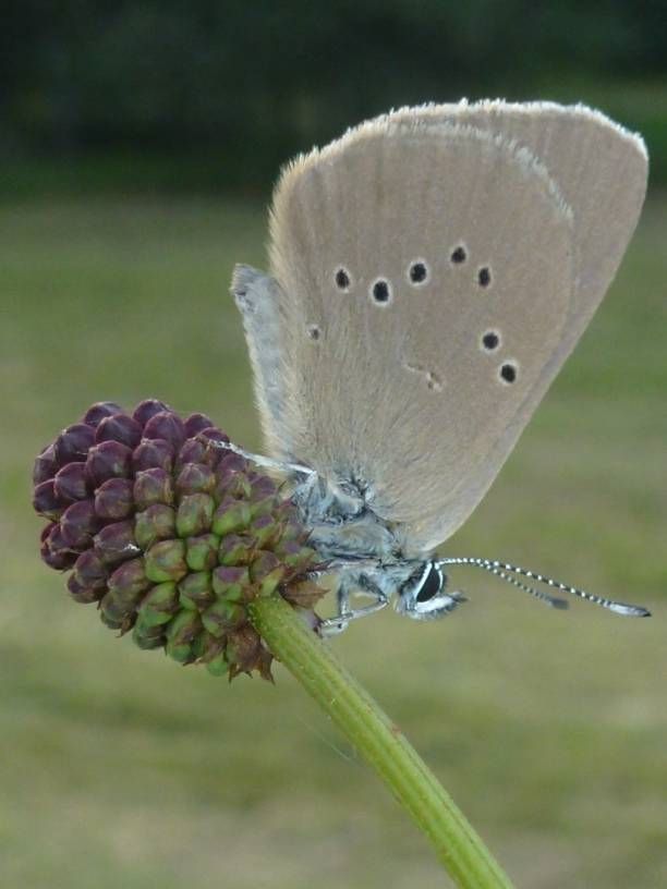 Modrásek bahenní na krvavci totenu. Foto: Břeněk Michálek