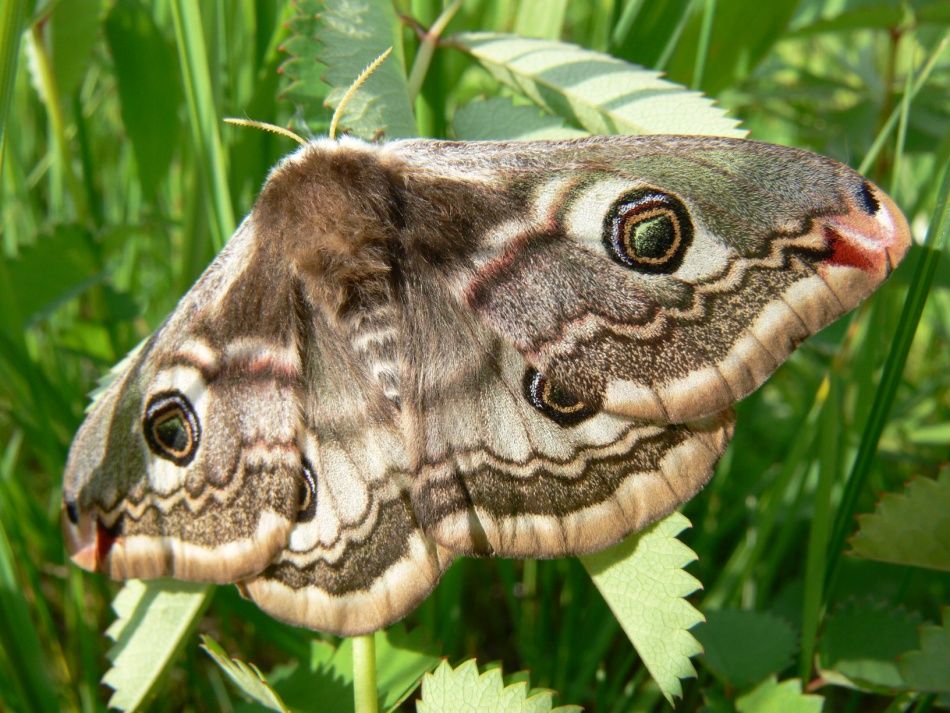 Martináč habrový. Foto: Břeněk Michálek