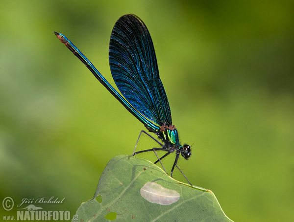 Motýlice obecná. Foto: Jiří Bohdal, naturfoto.cz