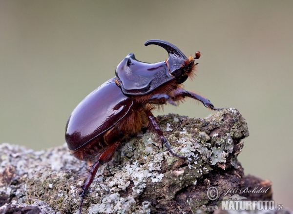 Nosorožík kapucínek. Foto: Jiří Bohdal, naturfoto.cz