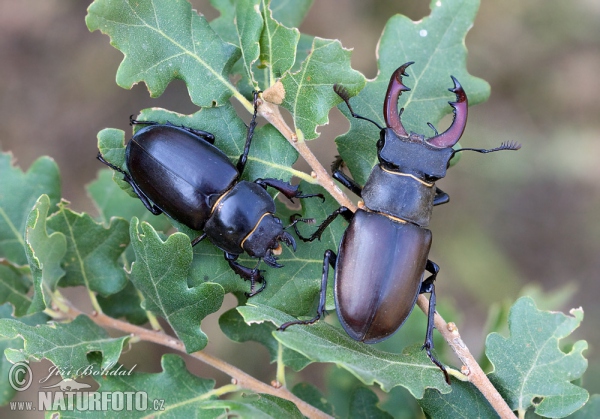 Roháč obecný. Foto: Jiří Bohdal, naturfoto.cz