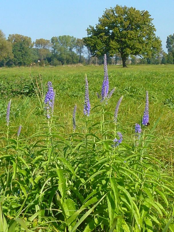 Rozrazil dlouholistý. Foto: Břeněk Michálek