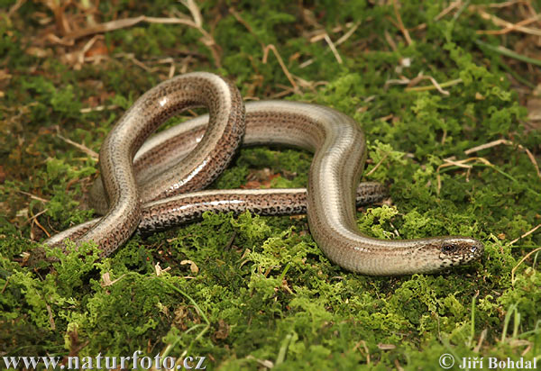 Slepýš křehký. Foto: Jiří Bohdal, naturfoto.cz