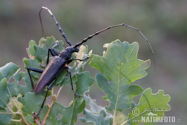 Tesařík obrovský. Foto: Jiří Bohdal, naturfoto.cz