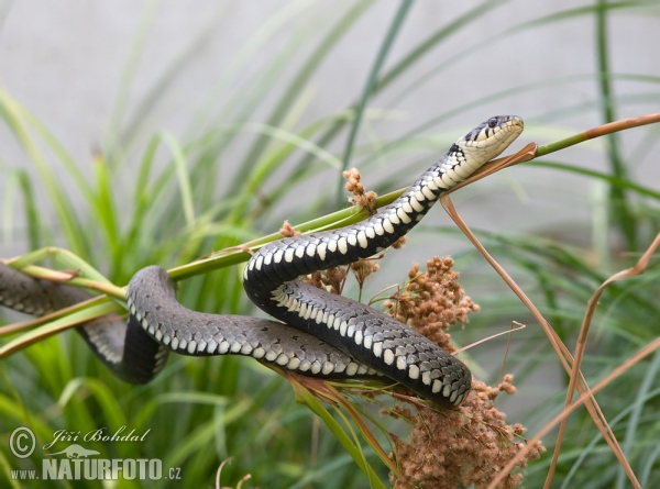 Užovka obojková. Foto: Jiří Bohdal, naturfoto.cz