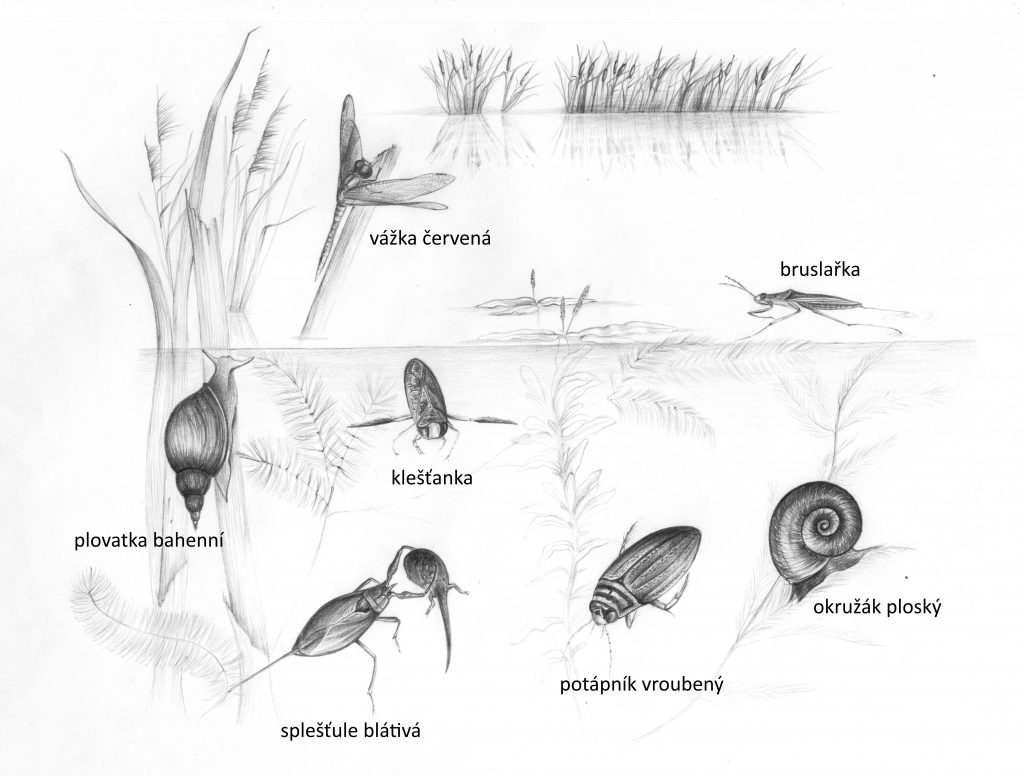 Živočichové v tůních. Autor kresby: Alice Janečková