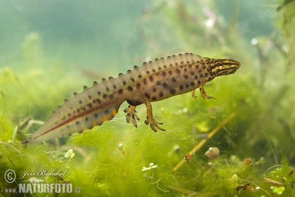 Čolek obecný. Foto: Jiří Bohdal, naturfoto.cz