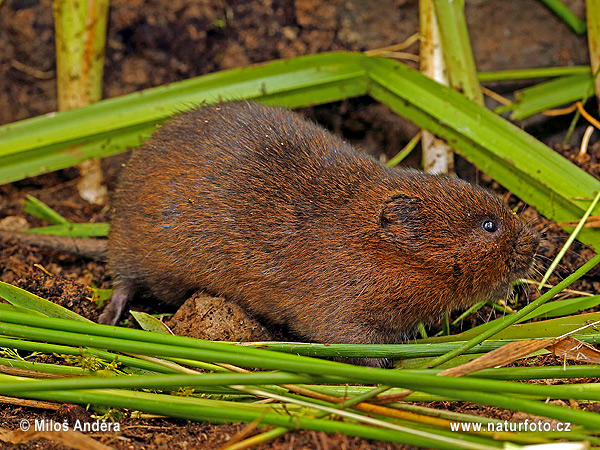 Hryzec vodní. Foto: Miloš Anděra, naturfoto.cz