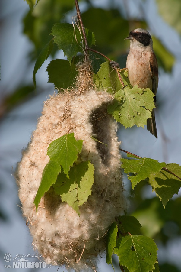 Moudivláček lužní. Foto: Jiří Bohdal, naturphoto.cz