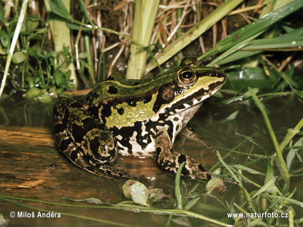 Skokan skřehotavý. Foto: Miloš Anděra, naturfoto.cz