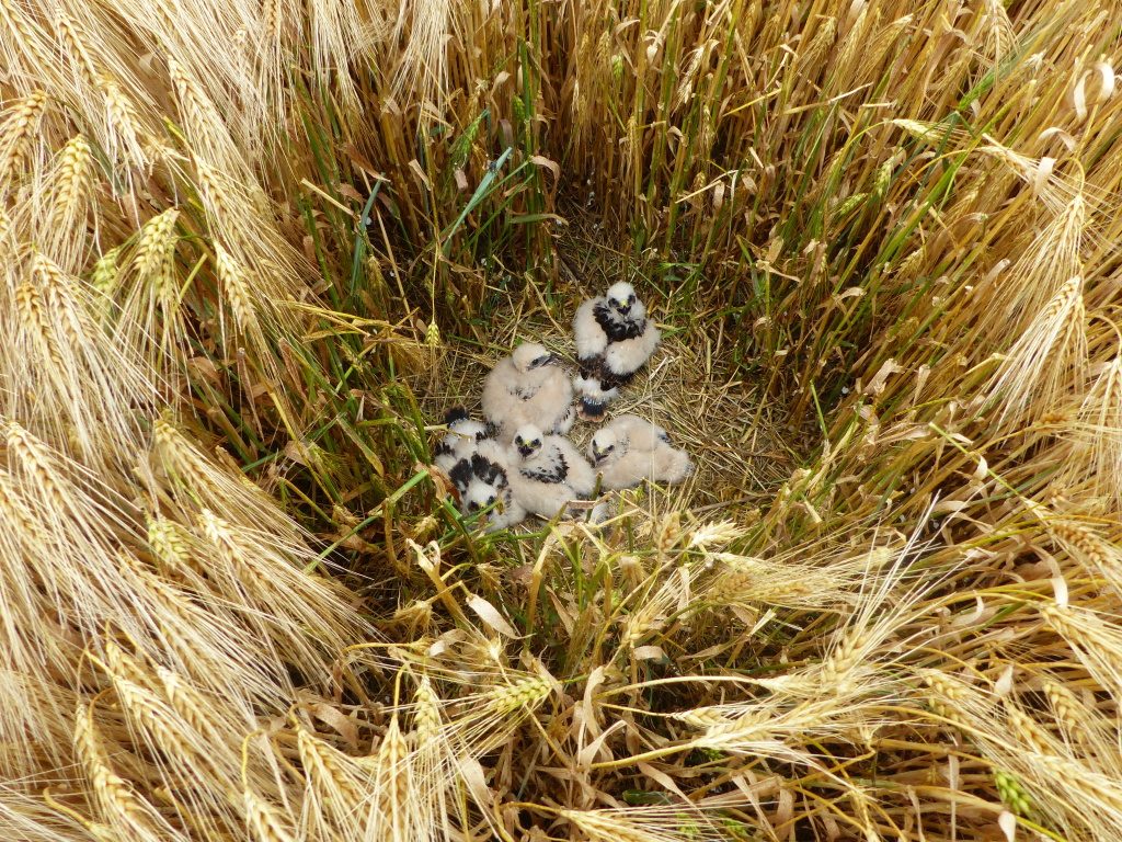 pět nevzletných mláďat motáka lužního ve hnízdě v obilí
