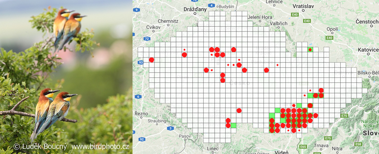 Fotografie a mapa rozšíření vlhy pestré.