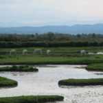 Rezervace Isola della Cona