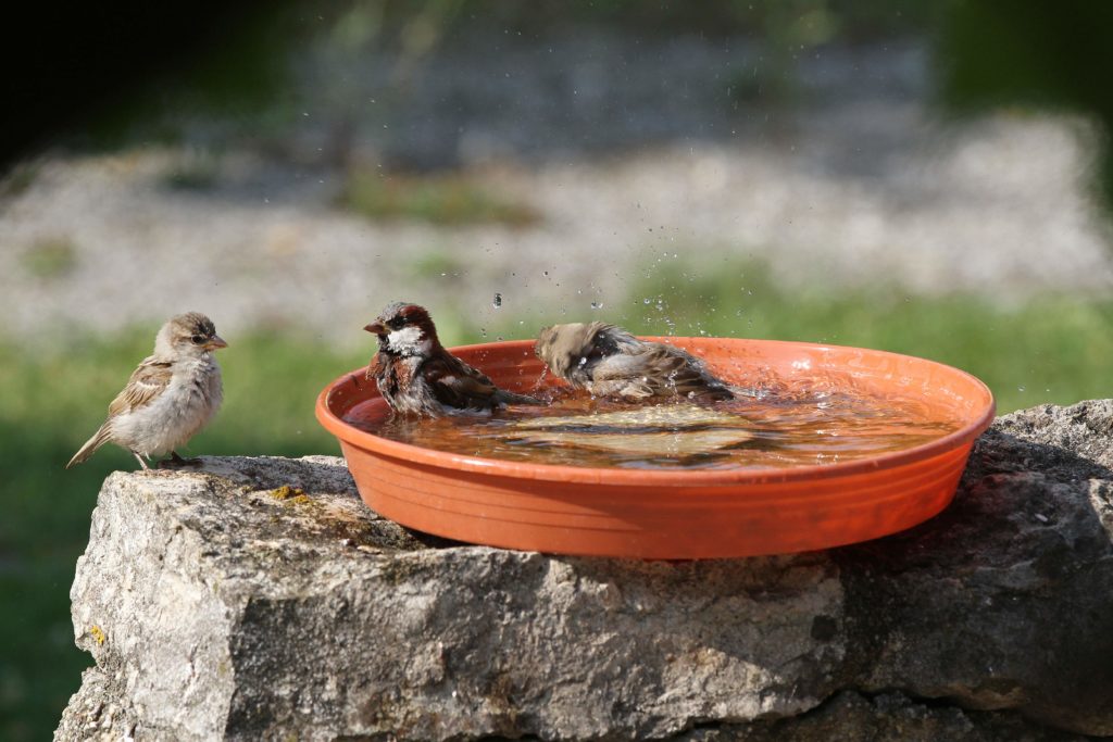 Vrabci koupající se v misce s vodou