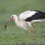 čáp ulovil hraboše