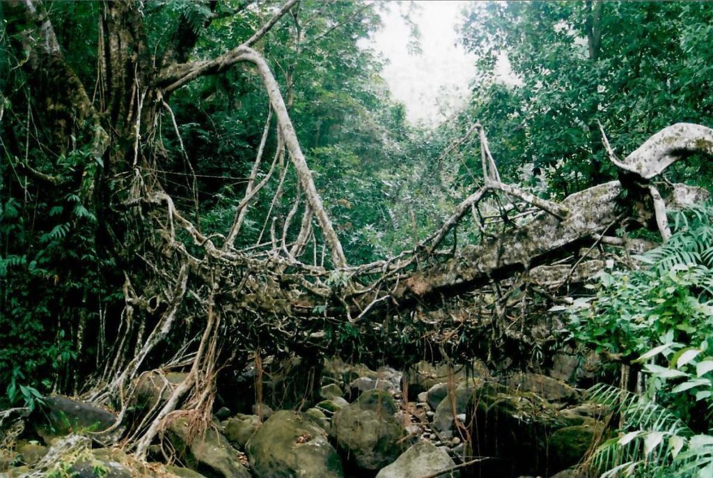 Living root bridge v Indii. Foto: Břeněk Michálek