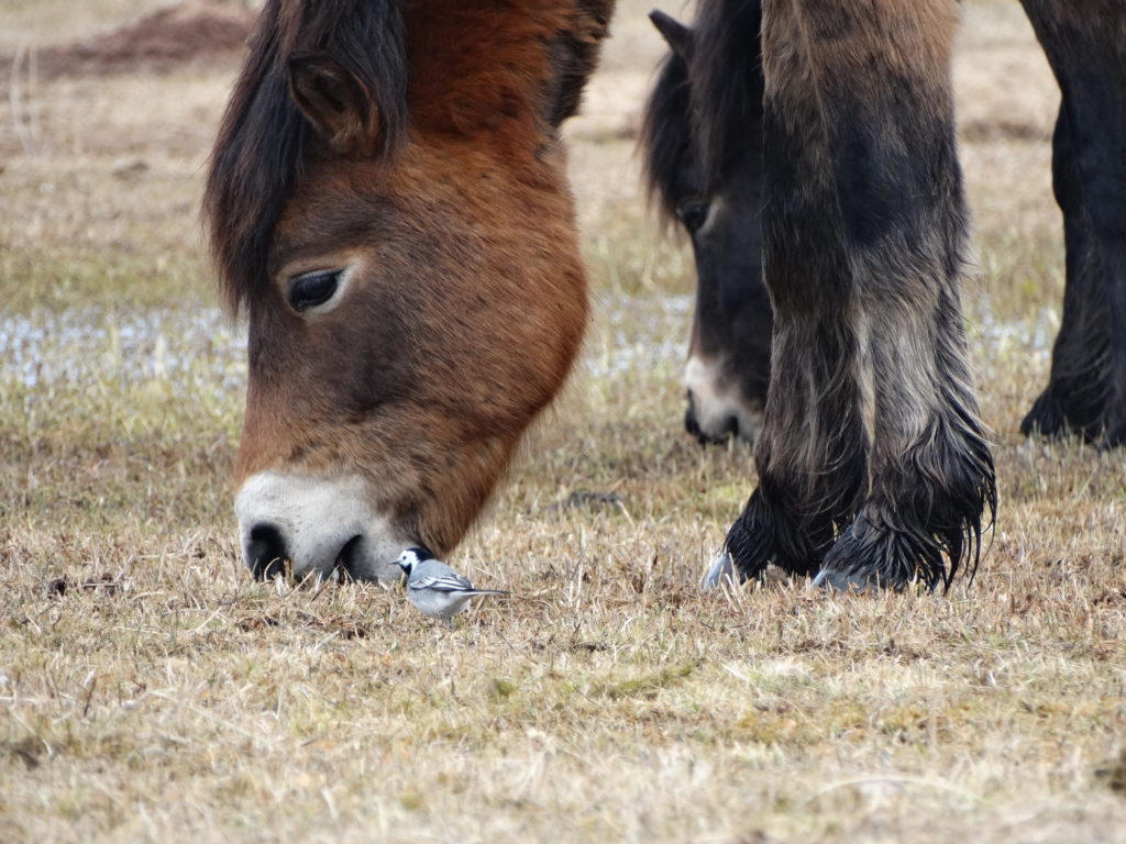 konipas bílý na JL a divoký kůň