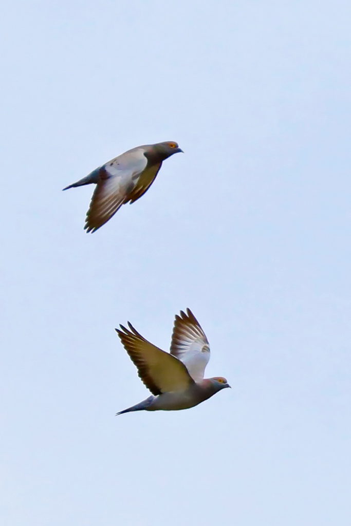 dva letící holubi
