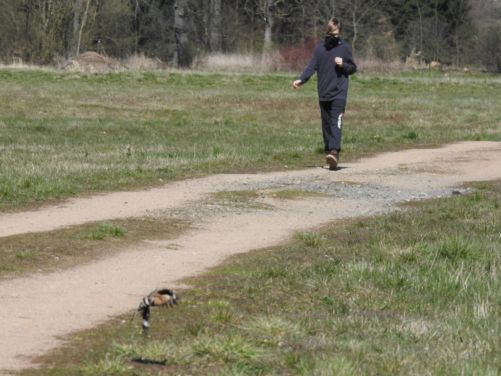 dudek a chodec v ptacim parku