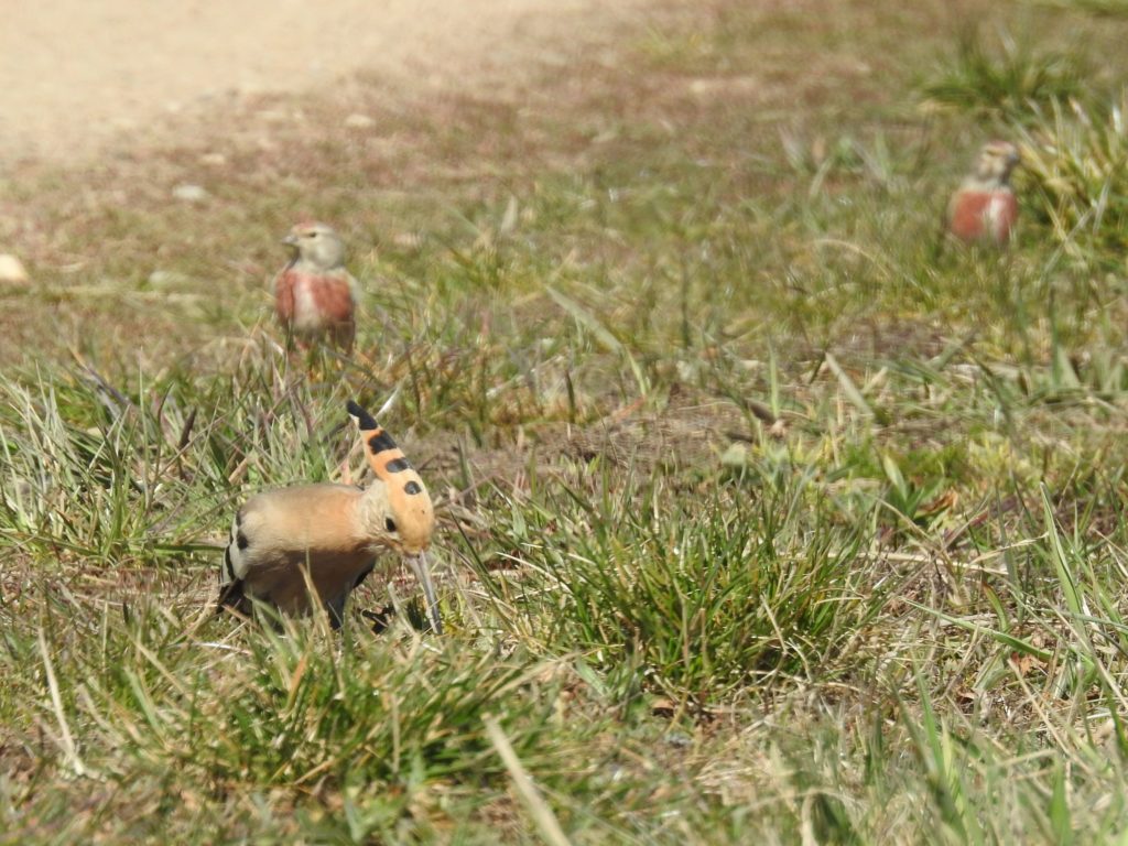 Dudek a konopky obecne v ptačím parku