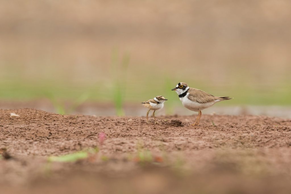 Little Ringeed Plover with its chick