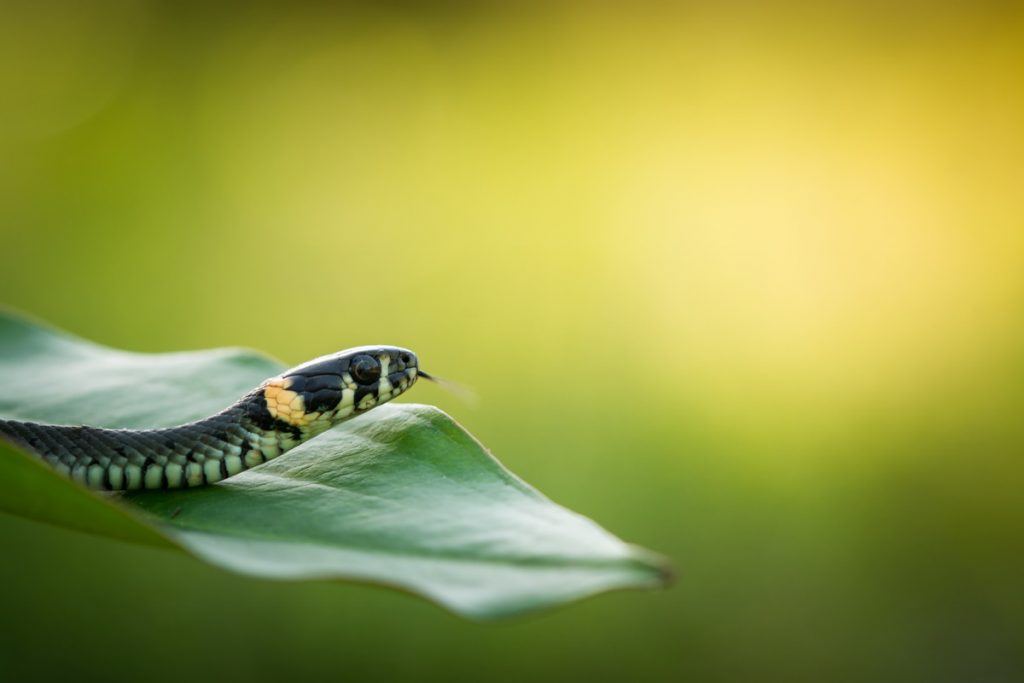 Grass Snake at Josefov Meadows