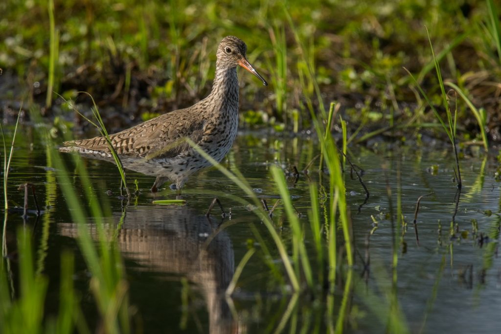 Redshank at Josefov Meadows