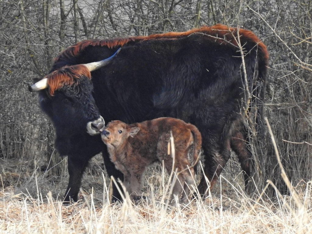 Pratuřice s mládětem na JL. Foto: Břeněk Michálek