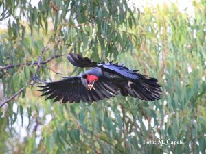 letící kakadu arový