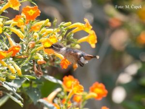 kolibřík santamartský