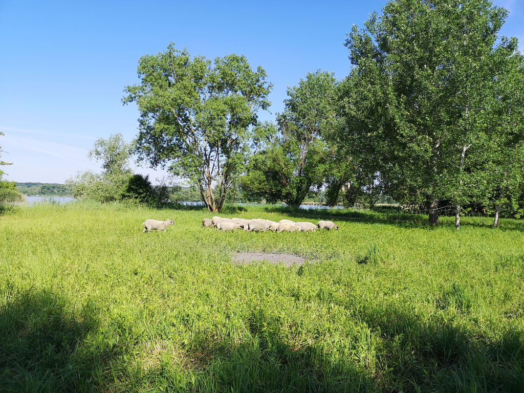 Ovce na Kosteliskách. Foto: Ondřej Ryška