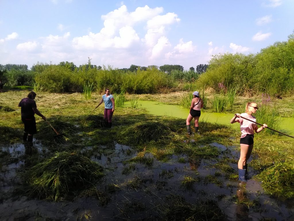 odklízení biomasy ze vstupního areálu JL. B. Michálek