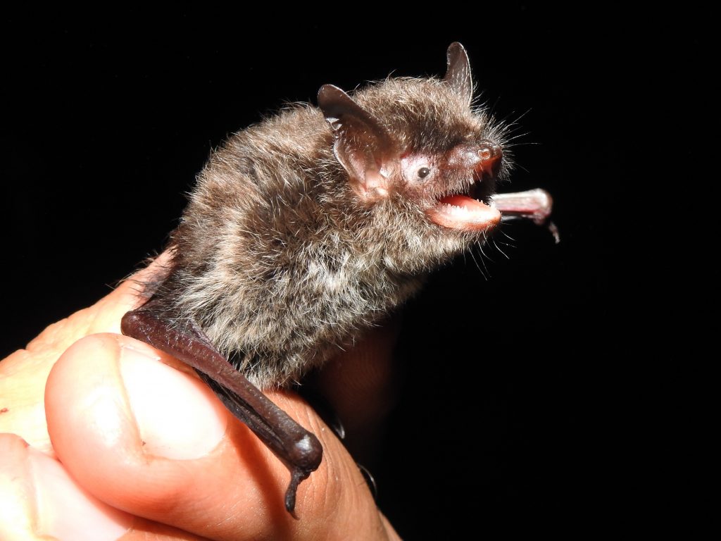 netopýr vousatý (Myotis mystacinus) na ML