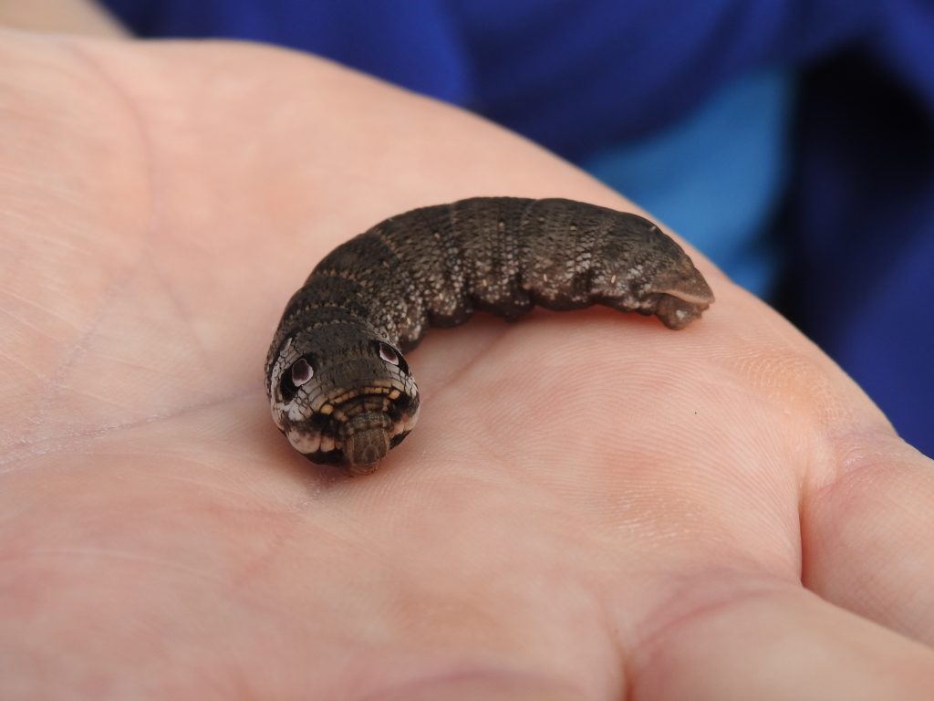 Lišaj kyprejový na Mnišských loukách. Foto: Břeněk Michálek