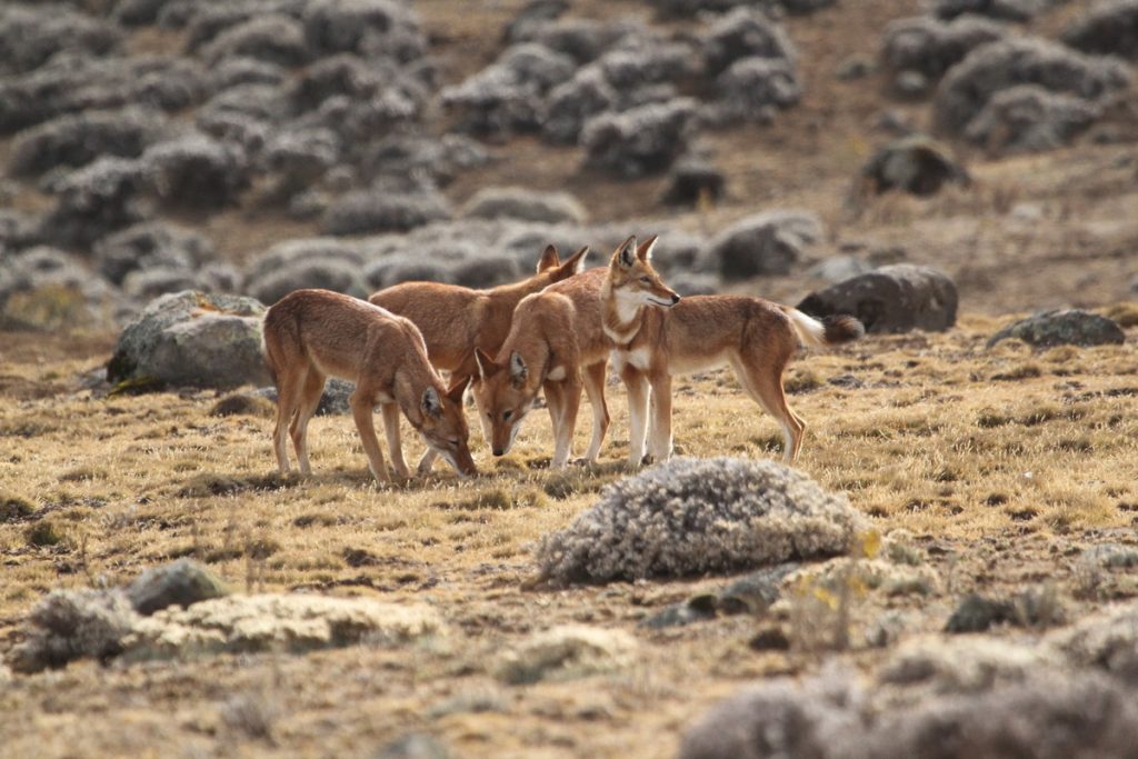 vlčky etiopské