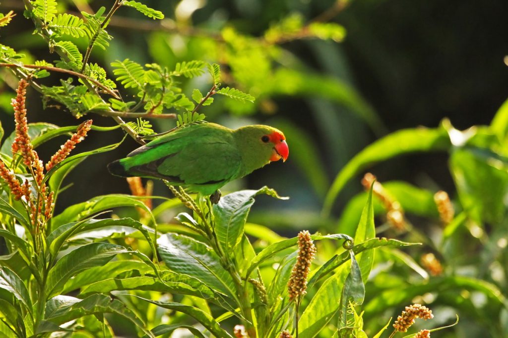 agapornis etiopský