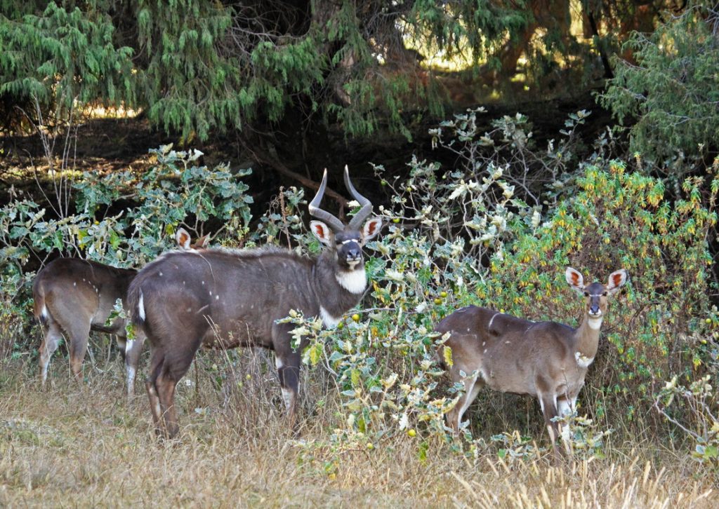 antilopa kudu