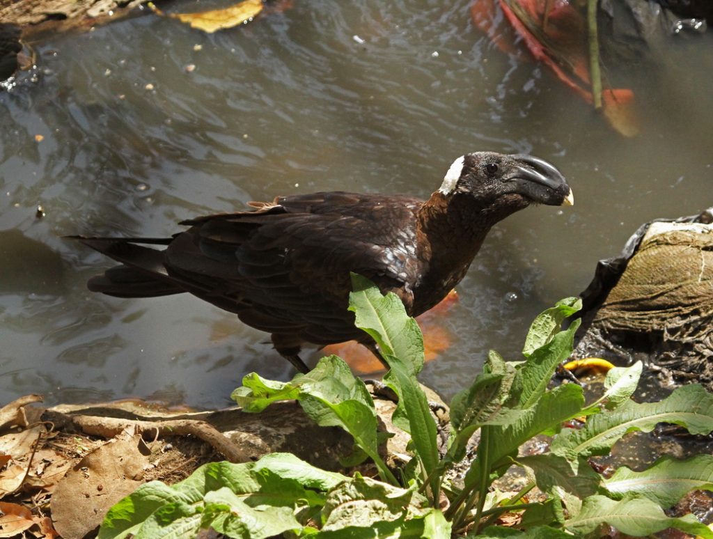 krkavec tlustozobý (Corvus crassirostris)