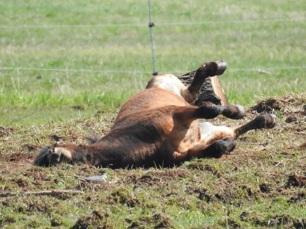 Exmoor v prachove koupeli na JL. Foto Alice Janečková