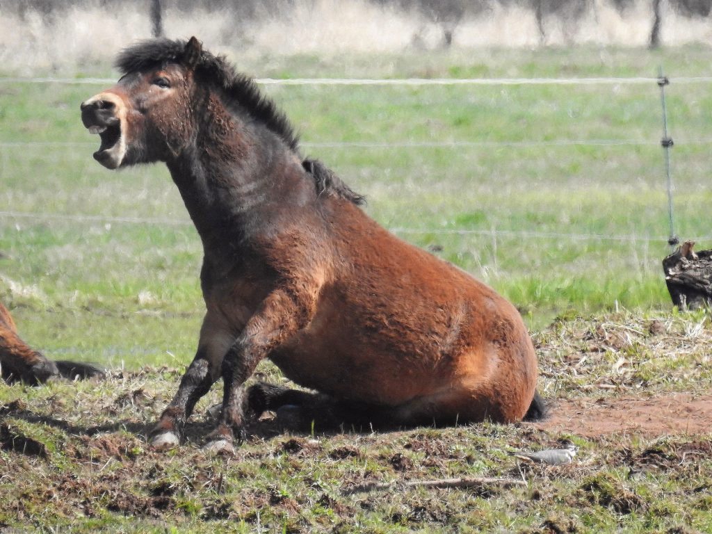 čejka na hnízdě a exmoor na Josefovských loukách Foto Alice Janečková