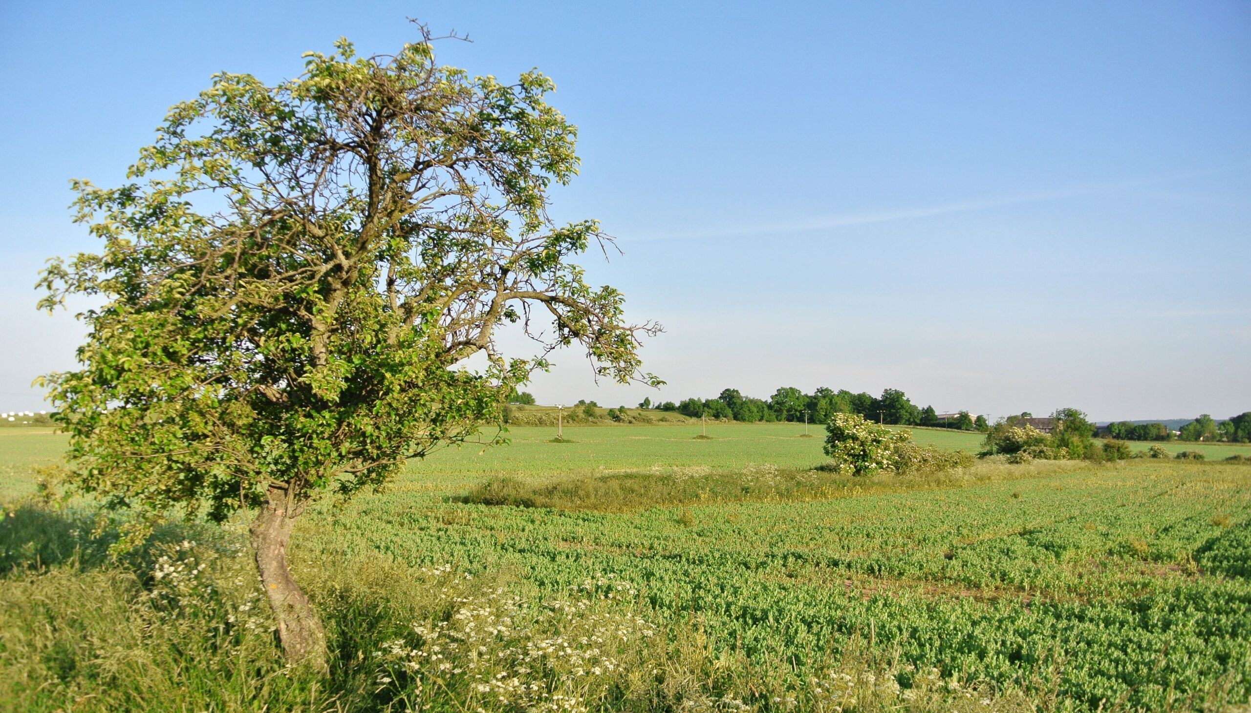 Krajinné prvky v zemědělské krajině